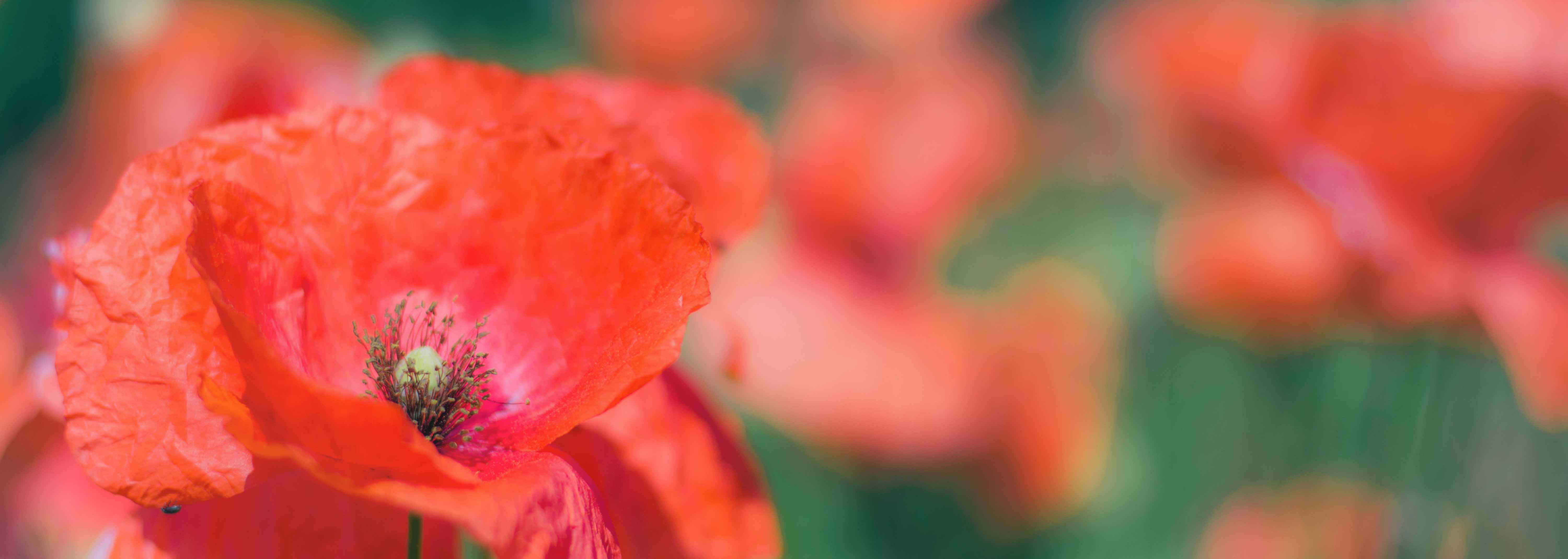 Blumen, Bachblüten,