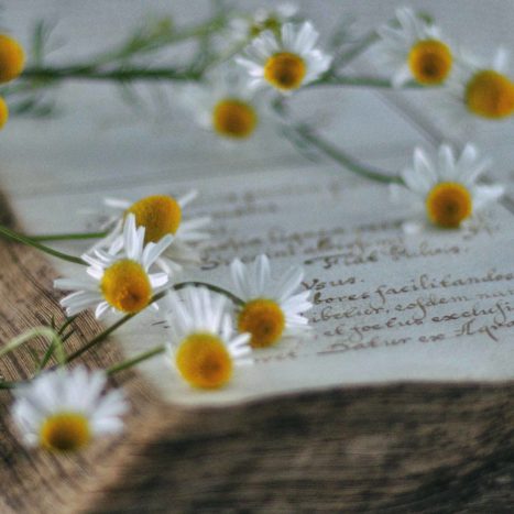 Apotheke, Aschaffenburg, Platanen,