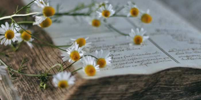 Apotheke, Aschaffenburg, Platanen,