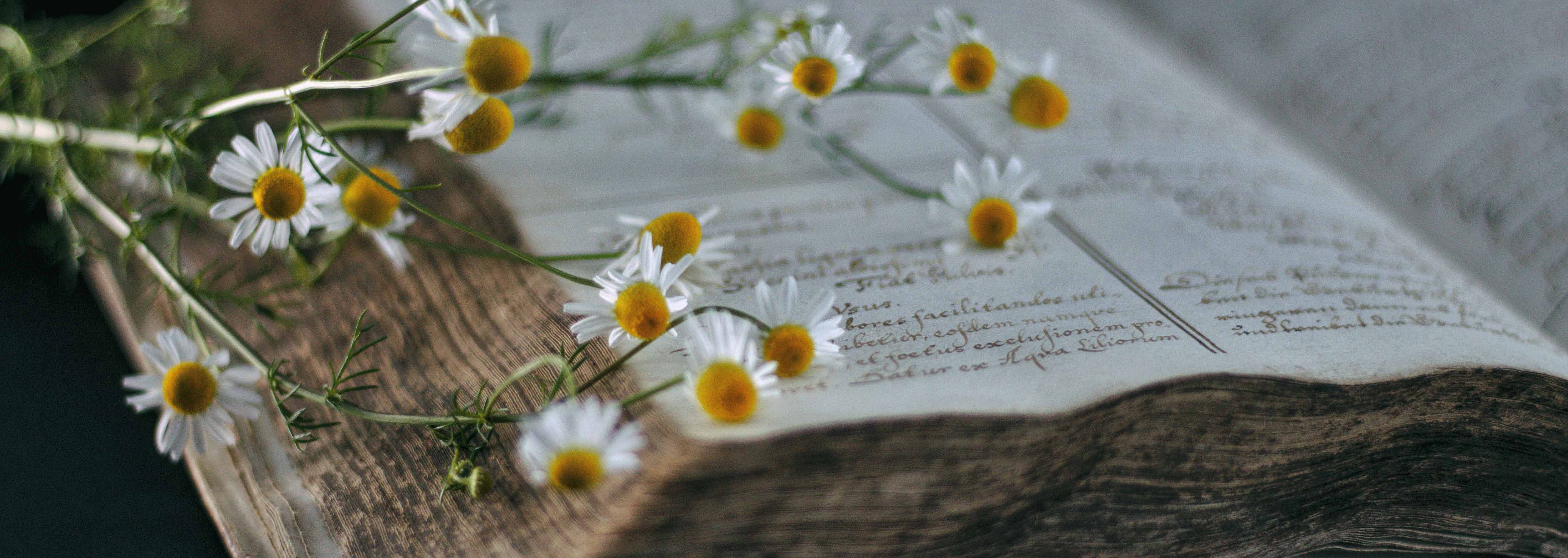 Apotheke, Aschaffenburg, Platanen,